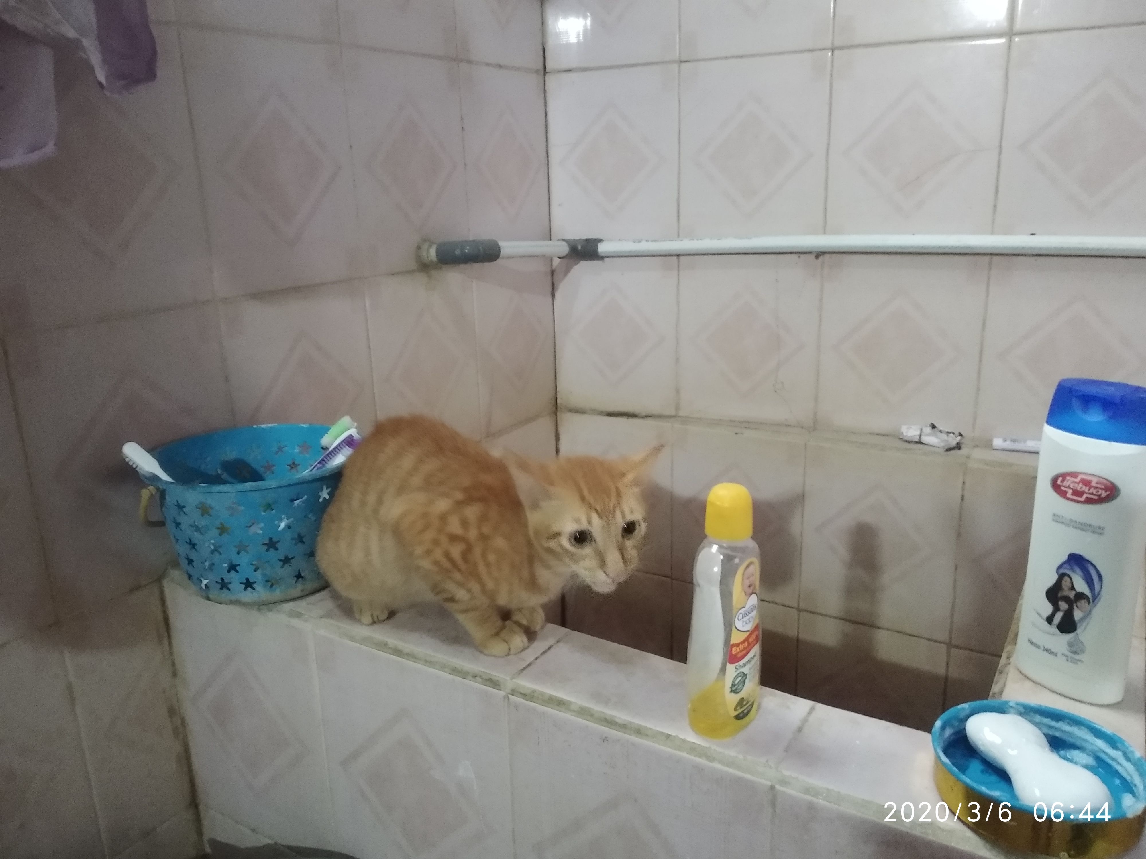 Kenapa Kucing Takut Air Ini Alasannya Kompasiana Com