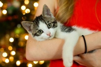 Sebelum Mengadopsi Kucing Pertimbangkan 4 Hal Berikut Ini Halaman 1 Kompasiana Com