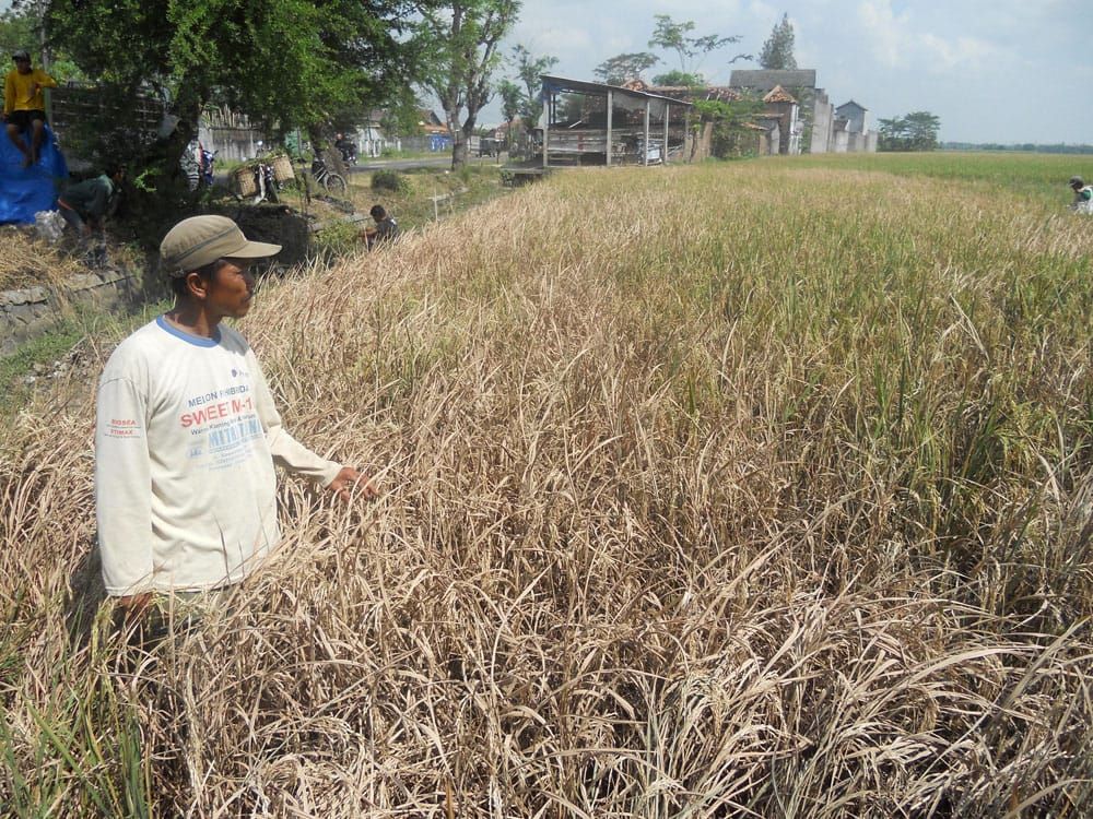 Gagal Panen Akibat Hama Wereng dan Tikus Kompasiana com Gagal Panen Akibat Hama Wereng dan Tikus Kompasiana com