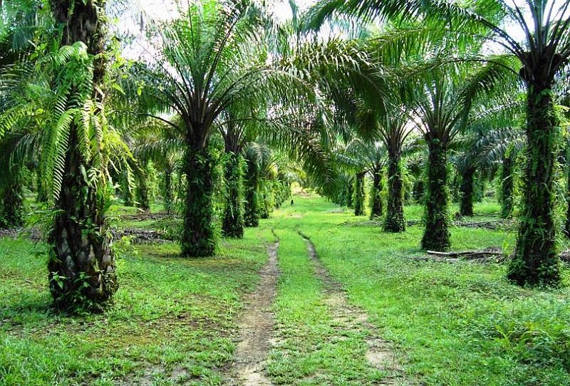 Ini Manfaat Ekologis Pohon  Kelapa  Sawit  Halaman 1  Ini Manfaat Ekologis Pohon  Kelapa  Sawit  Halaman 1