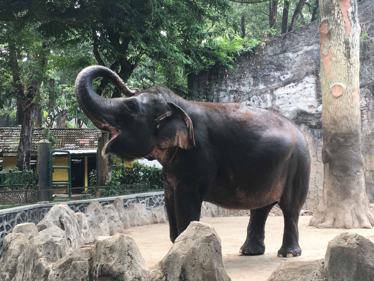 Hewan Berbelalai Dari Sumatera Kompasiana Com