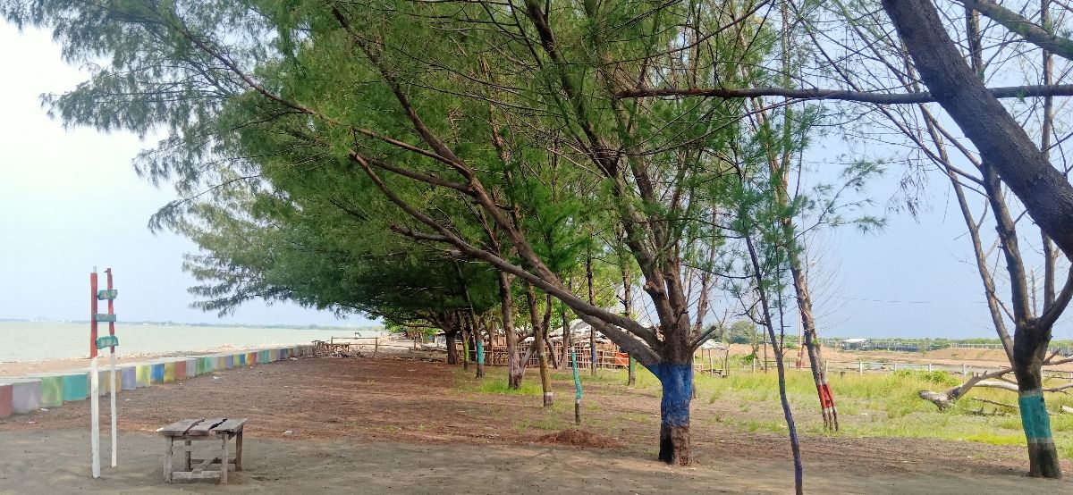 Cemara Laut di Pantai Bikin Sejuk dan Nyaman Kompasiana com Cemara Laut di Pantai Bikin Sejuk dan Nyaman Kompasiana com