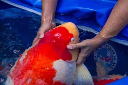 Cara Memelihara Ikan Koi Agar Cepat Besar Halaman 1 Kompasiana Com