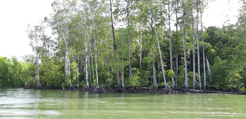 Kondisi Ekosistem Hutan Mangrove di Pulau Bintuni Papua Barat Halaman 1 - Kompasiana.com