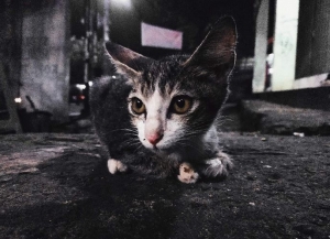 Wabah Covid 19 Melanda Bagaimana Kabar Kucing Di Indonesia Halaman All Kompasiana Com