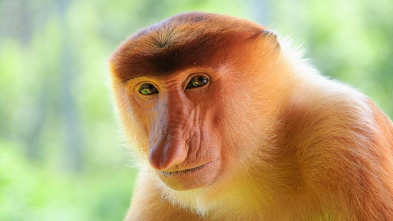 28 Maret Hari Bekantan Semangat Pelestarian Si Monyet Belanda Dari Kalimantan Selatan Halaman 1 Kompasiana Com