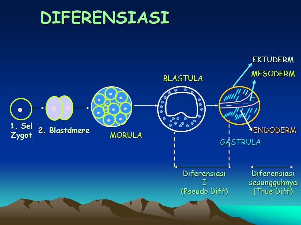 Diferensiasi Sel: Rahasia di Balik Keanekaragaman Sel!