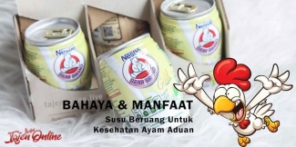 Bahaya Dan Manfaat Susu Cap Beruang Untuk Kesehatan Ayam Aduan Halaman All Kompasiana Bahaya Dan Manfaat Susu Cap Beruang Untuk Kesehatan Ayam Aduan Halaman All Kompasiana