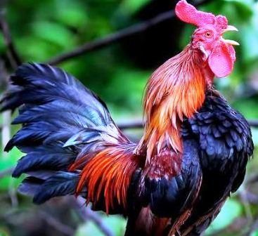 Benarkah Ayam Jago Kluruk Tengah Malam Tanda Ada Anak Benarkah Ayam Jago Kluruk Tengah Malam Tanda Ada Anak