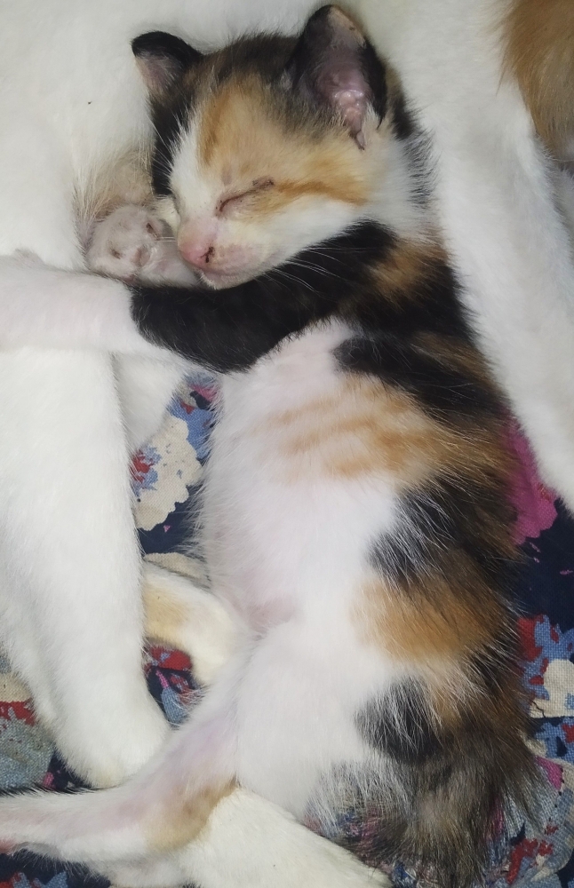 Makan Ikan Dan Nasi Kucing Lucu Halaman All Kompasiana Com