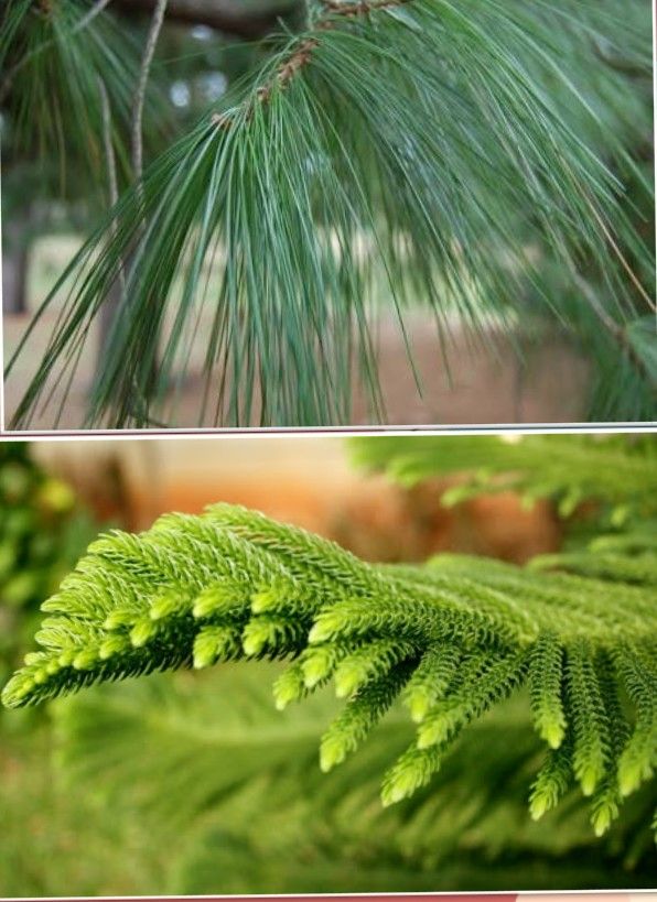 Perbedaan Pohon Cemara dan Pohon Pinus Kompasiana com Perbedaan Pohon Cemara dan Pohon Pinus Kompasiana com