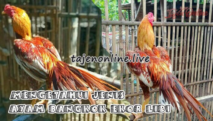 Mengetahui Jenis Ayam Bangkok Ekor Lidi Halaman 1 - Kompasiana.com