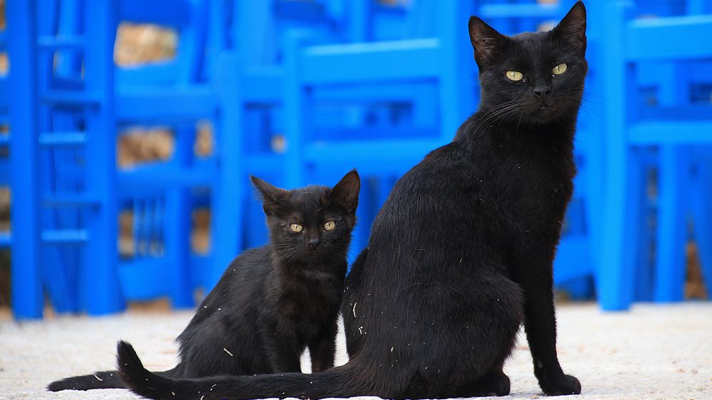 Ada Rebusan Kucing Hitam di Balik Suksesnya Vietnam Meredam Pandemi