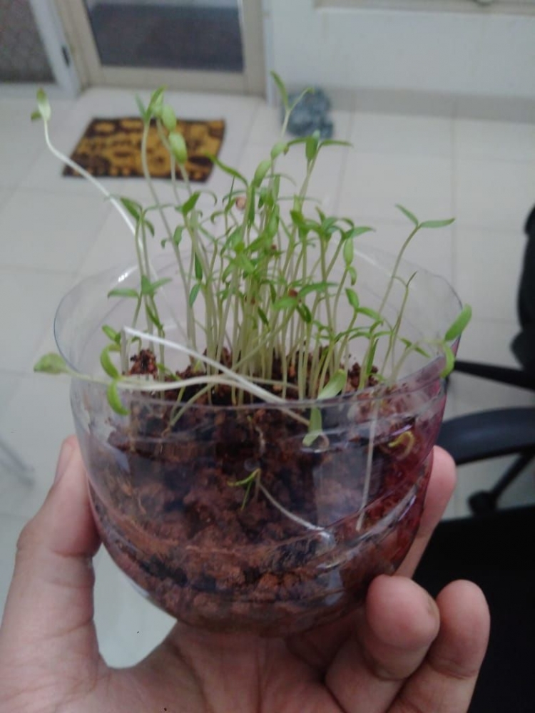 Ngabuburit Berbuah Cabai Menyemai Kangkung oleh Resha