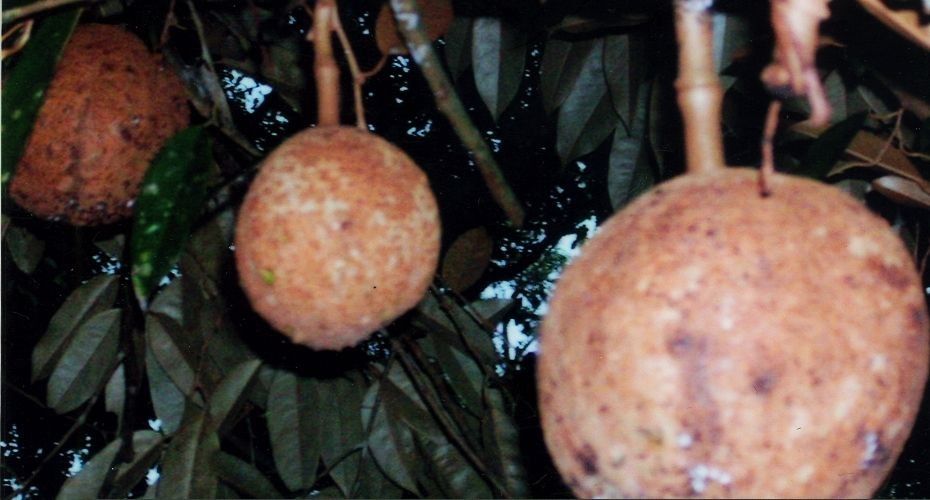 Durian Tanpa Duri Hanya Ada Di Indonesia Kompasiana Com