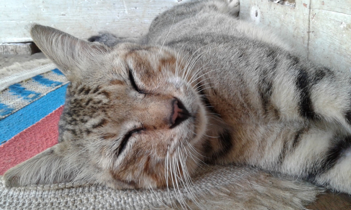 Kenapa Tuhan Mengirim Kucing Ke Rumah Kompasiana Com