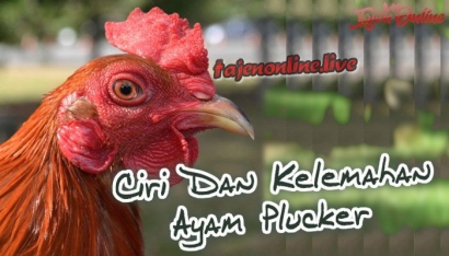 Mengetahui Ciri Dan Kelemahan Ayam Plucker Aduan Halaman 1 Kompasiana Com