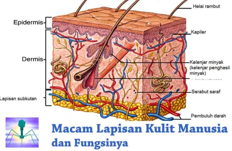 Bagian Kulit Yang Berperan Untuk Menyimpan Lemak Adalah Lapisan Kulit Mengenal Jenis Lapisan Kulit pada Mahluk Hidup Halaman all - Kompasiana.com