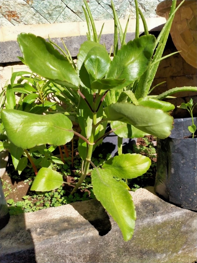 Tanaman Yg Termasuk Apotek Hidup لم يسبق له مثيل الصور