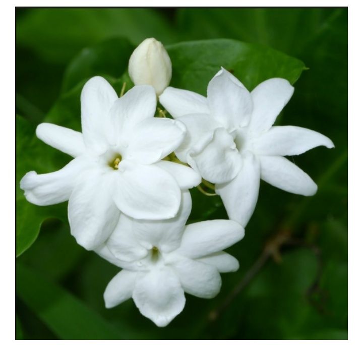 Bunga  Melati  Alami Mengusir Semut oleh Edi Sukoco   Bunga  Melati  Alami Mengusir Semut oleh Edi Sukoco