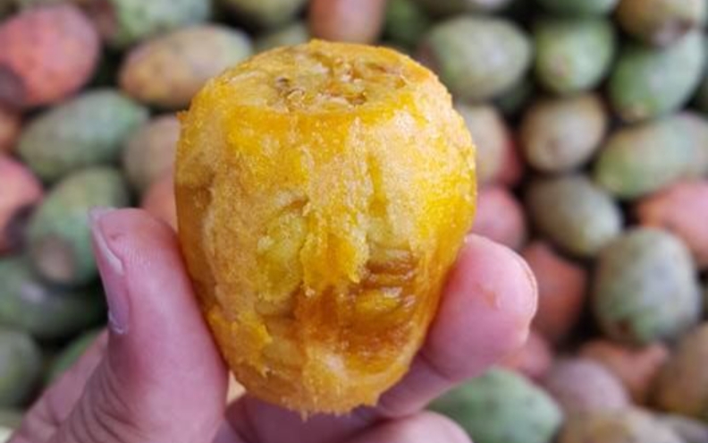 Buah Kaktus dari Makanan Ternak hingga Menjadi Elixir Buah Kaktus dari Makanan Ternak hingga Menjadi Elixir