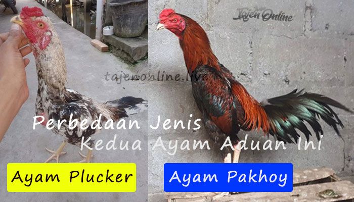 Perbedaan Jenis Ayam Plucker dan Ayam Pakhoy Perbedaan Jenis Ayam Plucker dan Ayam Pakhoy