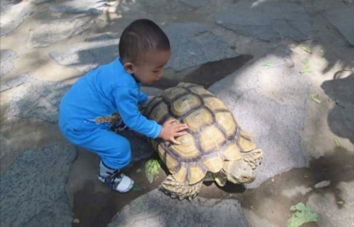 Memaknai Prinsip Hidup Kura Kura Lamban Bukan Berarti Tak Bisa Menambah Kecepatan Halaman 1 Kompasiana Com Memaknai Prinsip Hidup Kura Kura Lamban Bukan Berarti Tak Bisa Menambah Kecepatan Halaman 1 Kompasiana Com