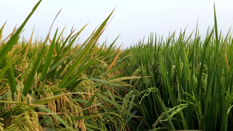 Permasalahan Opt Padi Sawah Dalam Aspek Ekonomi Halaman All Kompasiana Com