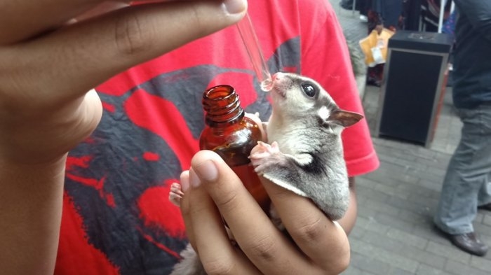 Sekilas tentang Sugar Glider Hewan Kecil yang Sekilas tentang Sugar Glider Hewan Kecil yang