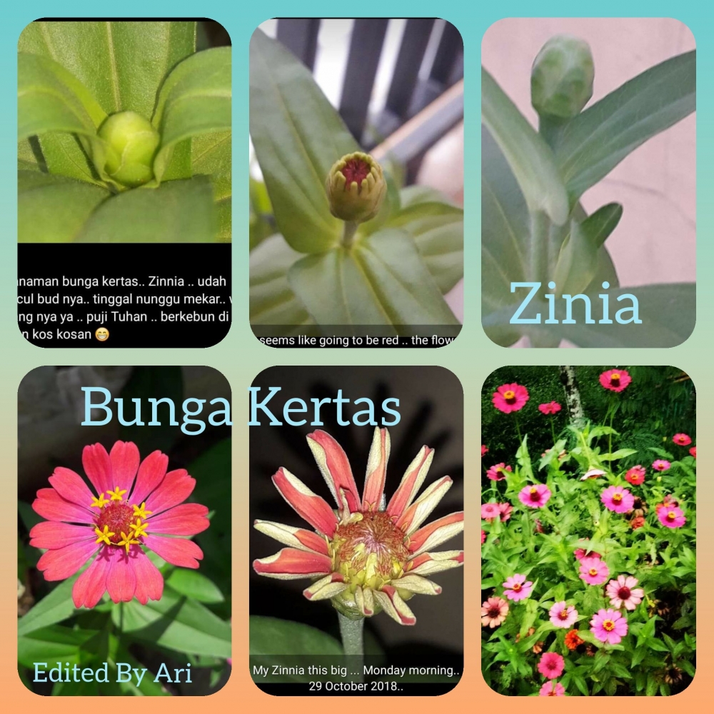 Cara Mudah Menanam Bunga Zinia Tanaman Hias yang Cara Mudah Menanam Bunga Zinia Tanaman Hias yang