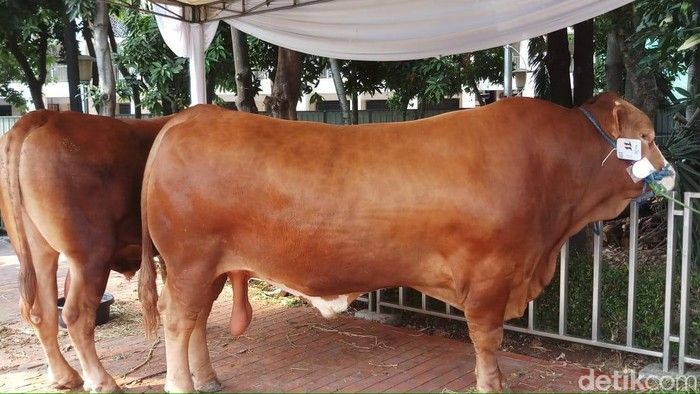Sapi Neb Sapi Wajib Swab Menjelang Idul Adha, Apakah Memang Sesuai Protokol ...