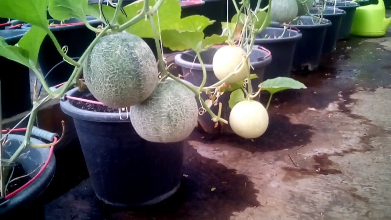 Cara Menanam Melon Di Dalam Pot Yang Benar Subur Dan Lebat Kompasiana Com