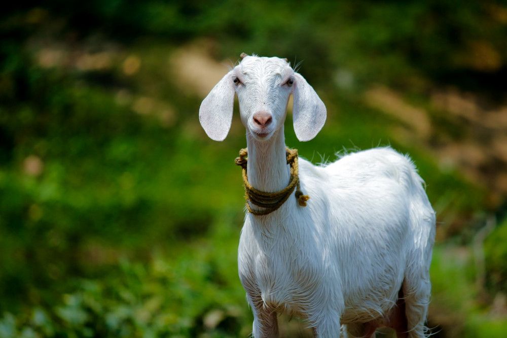 Apa Perbedaan Dan Kesamaan Daging Aqiqah Sama Daging Qurban Kompasiana Com