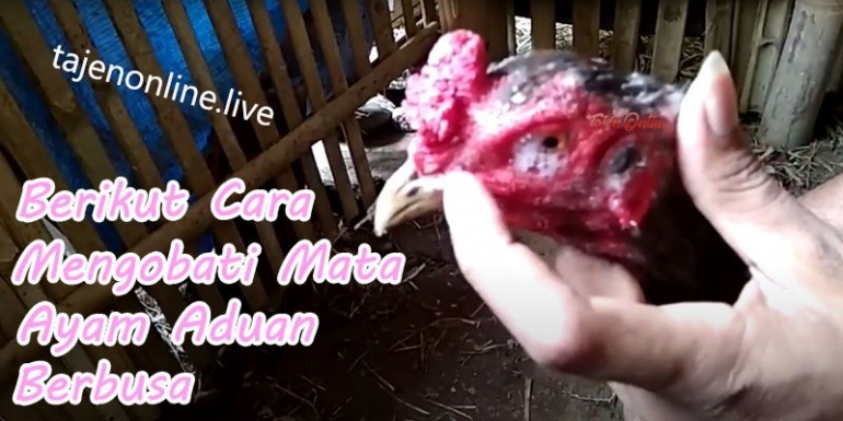 Cara Mengatasi Ayam Bangkok Mata Berbusa Dan Berair Kompasiana Com Cara Mengatasi Ayam Bangkok Mata Berbusa Dan Berair Kompasiana Com