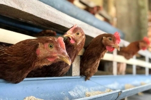 Untung Rugi Usaha Ayam Petelur 500 Ekor Halaman 1 Kompasiana Com