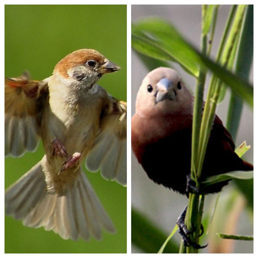 Percakapan Burung Gereja dan Pipit Haji Halaman 1 Percakapan Burung Gereja dan Pipit Haji Halaman 1