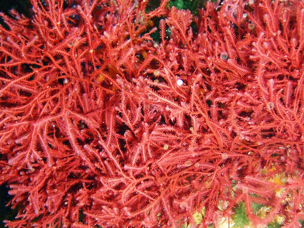 Berwarna terkandung alga tampak pigmen merah karena rhodophyta tersebut pada Alga Merah,