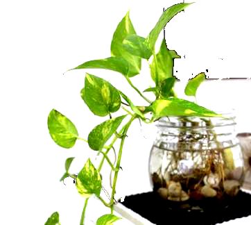 Jenis  Tanaman  Hias  yang Bikin Udara Segar di Ruang  Tamu    Jenis  Tanaman  Hias  yang Bikin Udara Segar di Ruang  Tamu