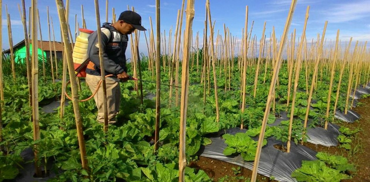 7 Karakter Petani Sukses Kamu Wajib Tahu Halaman 1 Kompasiana Com