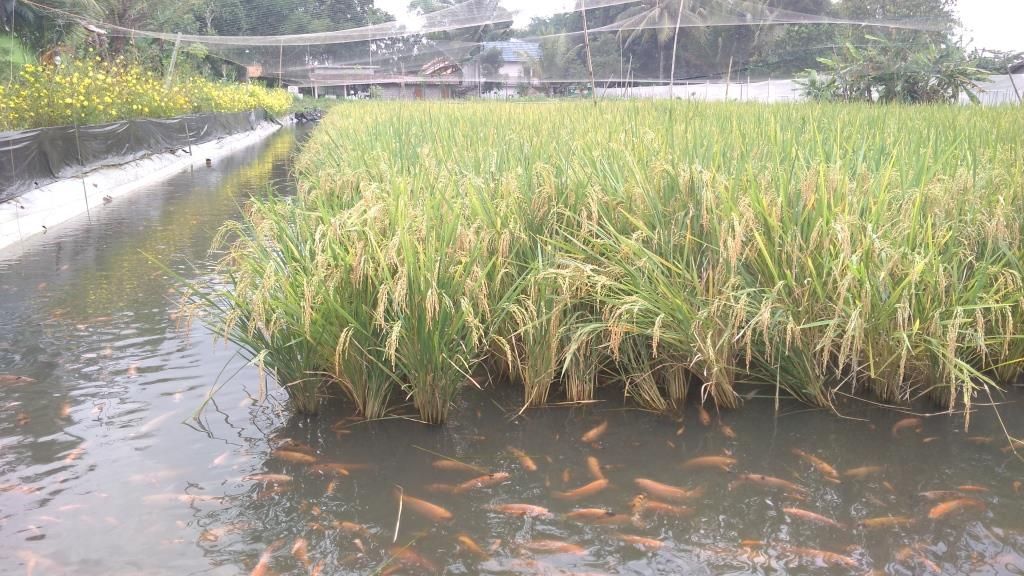 Ciri-ciri Pertanian Berlanjut