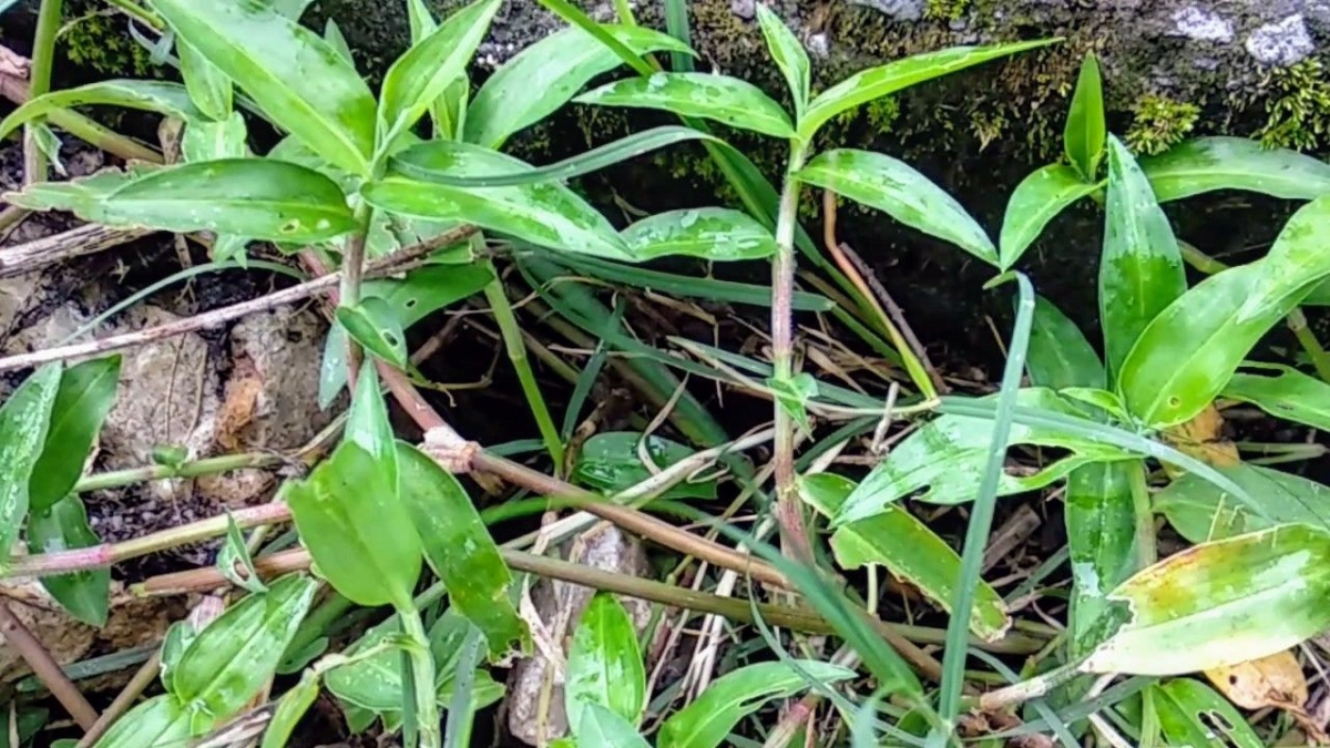 Rumput Aur aur Berkhasiat Obat Kompasiana com Rumput Aur aur Berkhasiat Obat Kompasiana com