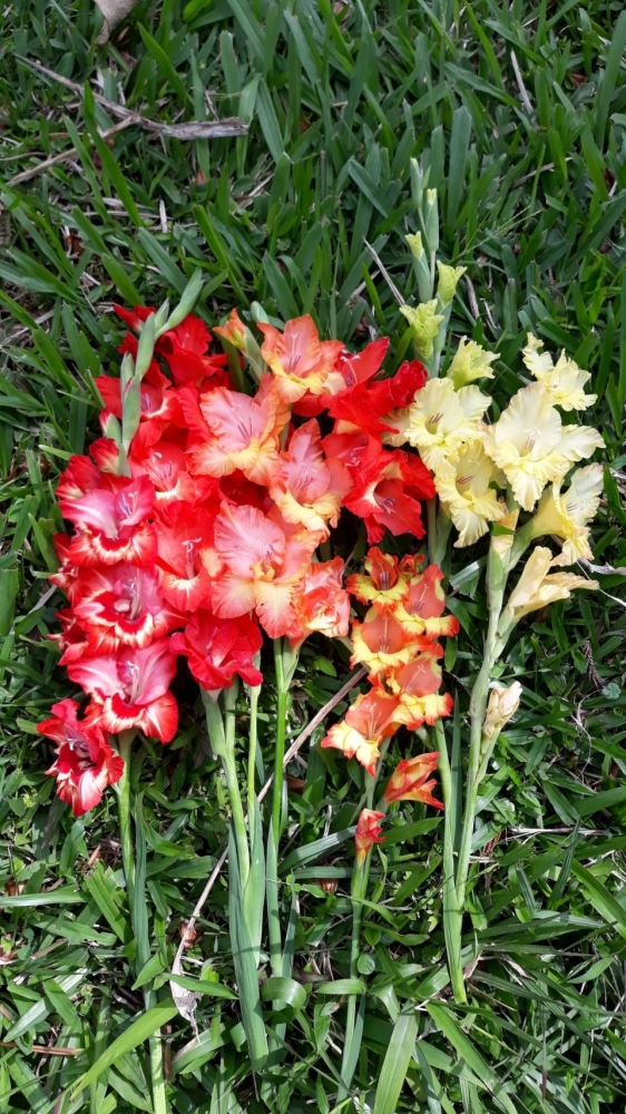 Mengenal Si Cantik Yang Berpedang Halaman All Kompasiana Com