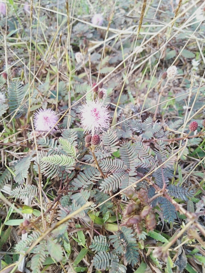 Ini Dia Manfaat Tumbuhan Putri Malu Yang Tidak Banyak Orang Tahu Halaman 1 Kompasiana Com Ini Dia Manfaat Tumbuhan Putri Malu Yang Tidak Banyak Orang Tahu Halaman 1 Kompasiana Com
