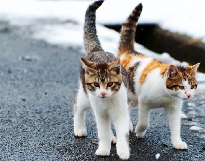 Perbedaan Jenis, dan Ciri-ciri Kucing Domestik, Ras Asli, dan Mixdome