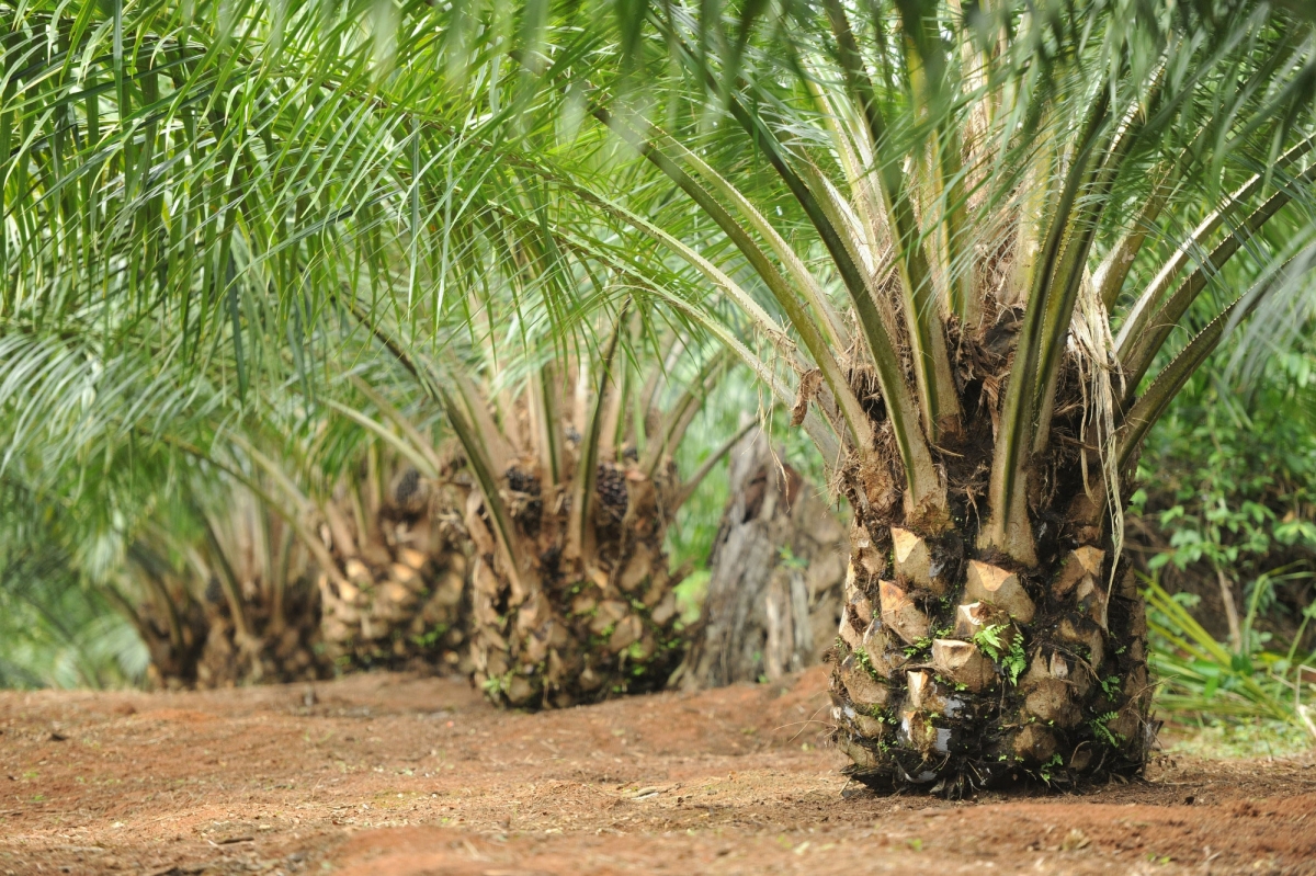 Struktur dan Skala Gaji Staf Perkebunan Kelapa Sawit Struktur dan Skala Gaji Staf Perkebunan Kelapa Sawit