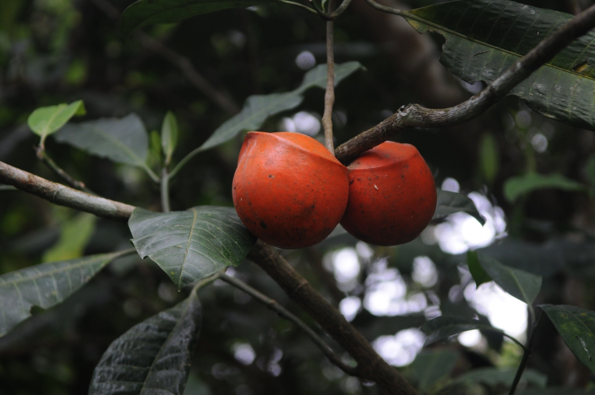 Lihat Buah di Hutan Jangan Main Embat Aja Awas Kena Denda Lihat Buah di Hutan Jangan Main Embat Aja Awas Kena Denda