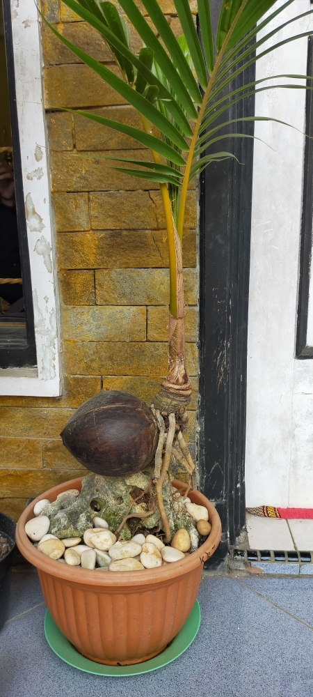 Bonsai Kelapa Dari Sukabumi Kompasiana Com