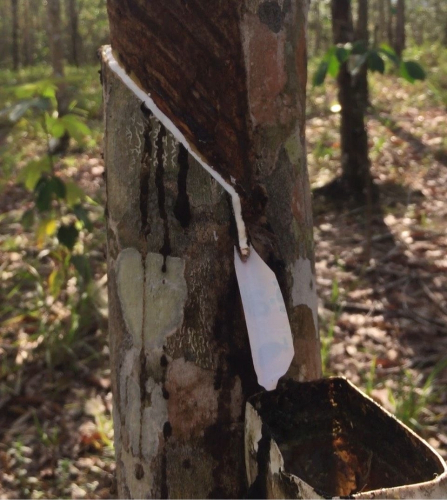 Mahasiswa Unikama Membuat Aliran Air Getah untuk Pohon Mahasiswa Unikama Membuat Aliran Air Getah untuk Pohon