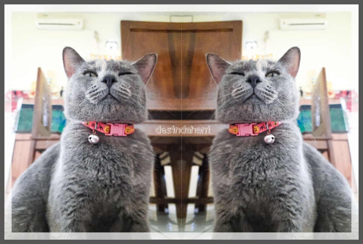 Fakta Menarik Dari Seekor Kucing Halaman 1 Kompasiana Com