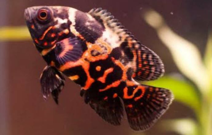 Featured image of post Ukuran Terbesar Ikan Oscar Perpaduan warna pattern dari ikan oscar dan harganya nya yang jenis ikan oscar ini pun juga mudah ditemukan